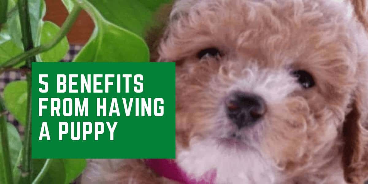 5 Benefits from having a Puppy
